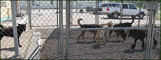 Ft. Worth Dog Boarding