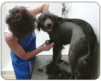 Dog Grooming - Ft. Worth, Texas