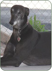 Friends at Riverside Kennel