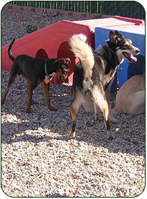 Friends at Riverside Kennel
