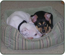 Friends at Riverside Kennel