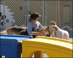 Board your dog at Riverside Kennel