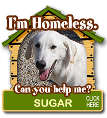 Adopt A Dog