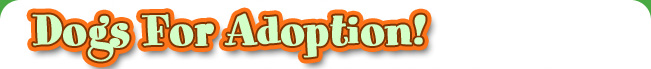 Dogs For Adoption